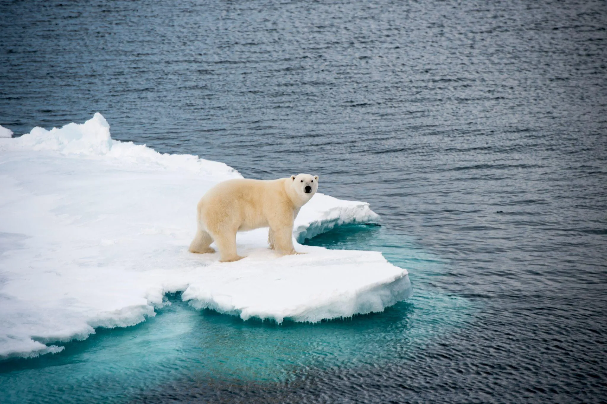 A polar bear standing on a small ice floe, surrounded by open sea